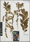 Foto von Salix pentandra L.